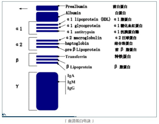 前白蛋白——不只是肝功能指标